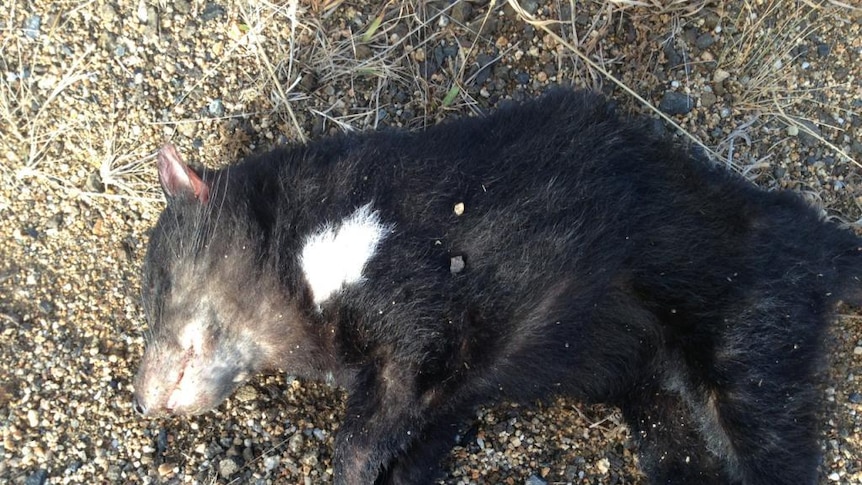 A juvenile Tasmanian devil killed on a public road