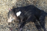 A juvenile Tasmanian devil killed on a public road