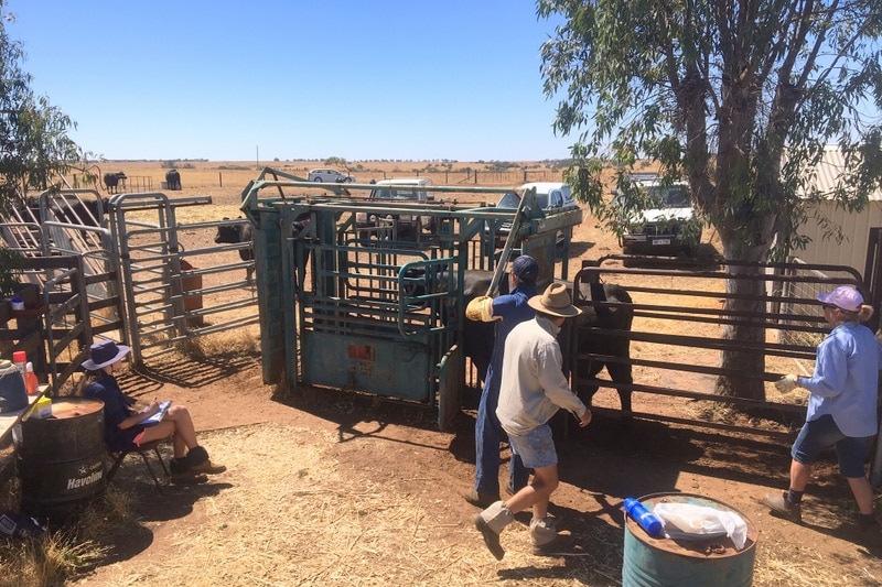 Pregnancy testing the Angus stud herd in Binnu.