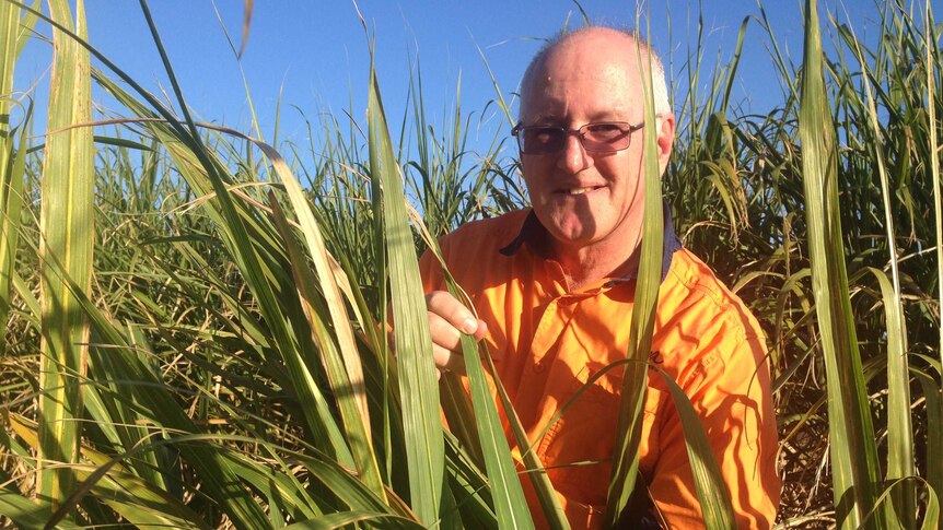 Barry smiles at the camera while checking cane crops for CSD