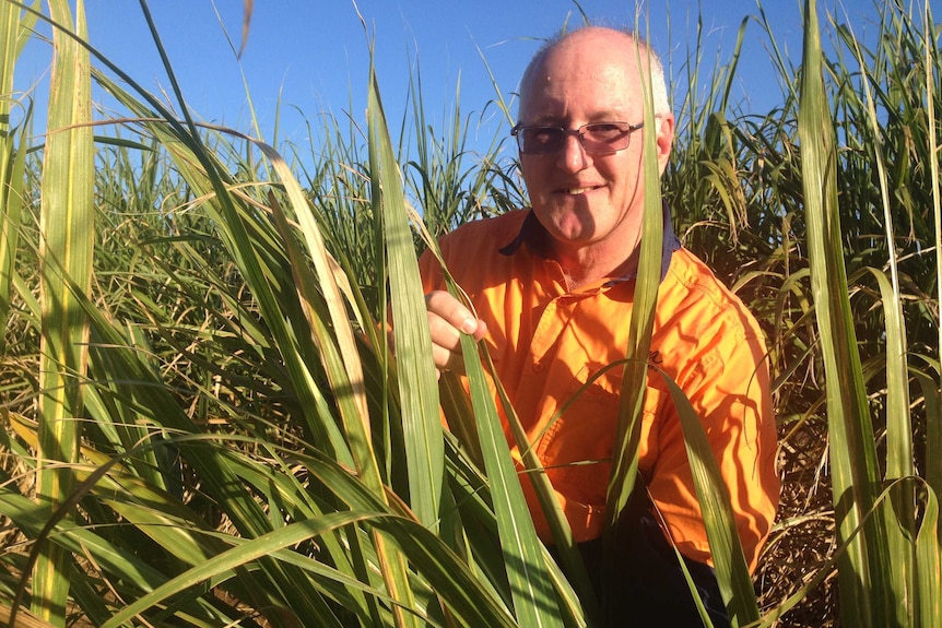 Barry smiles at the camera while checking cane crops for CSD