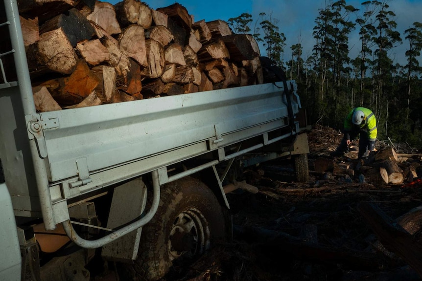 Men loading a ute with firewood in the bush