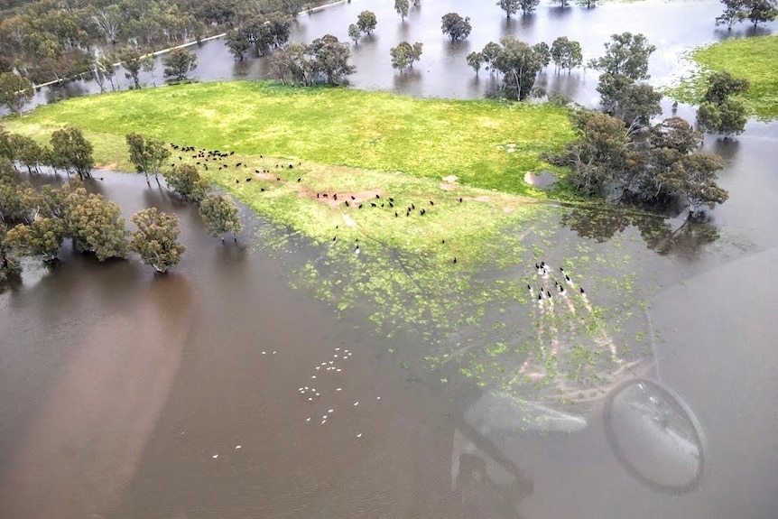 Aerial drone shot of livestock being moved to higher ground 