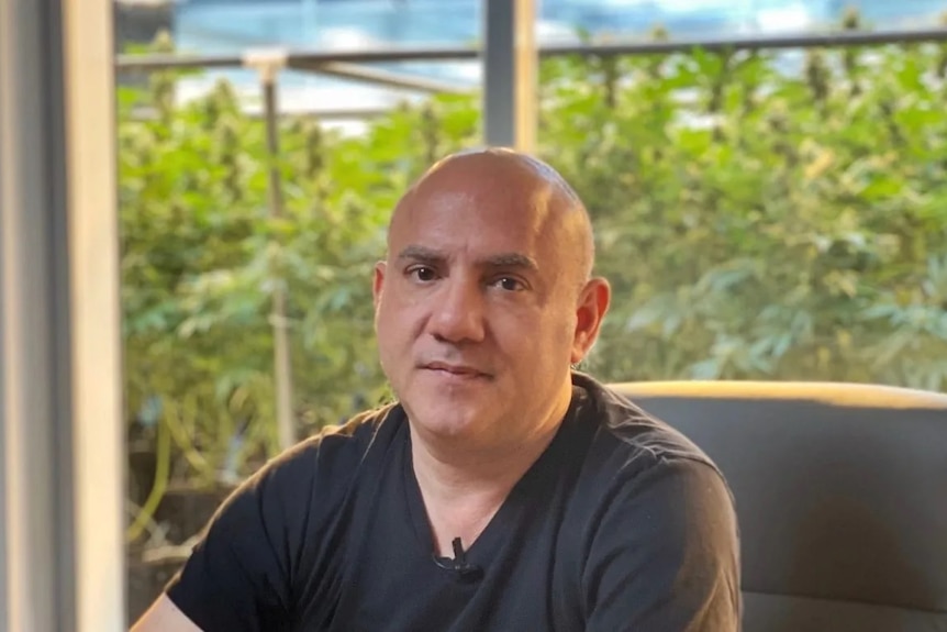 A man sits at a desk in front of cannabis plants