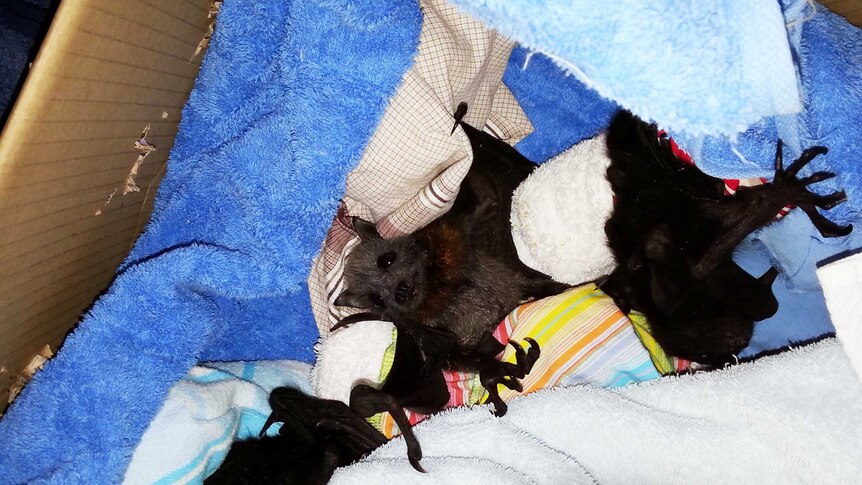 A baby bat being cared for after a heat wave killed its parent near Casino