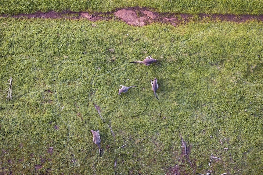 A group of kangaroos on grass taken from the air.
