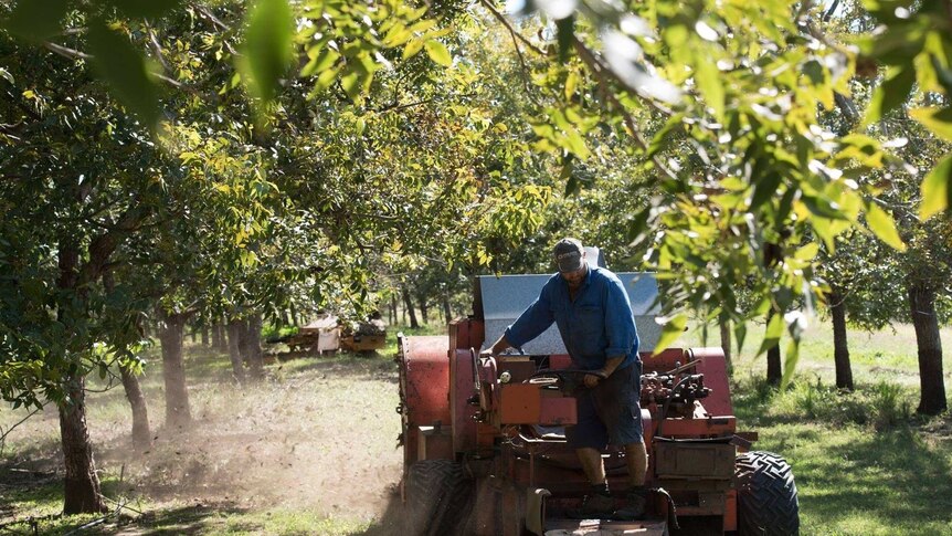 A farmer in a blue shirt rides a machine that is collecting pecan nuts between two orchard rows