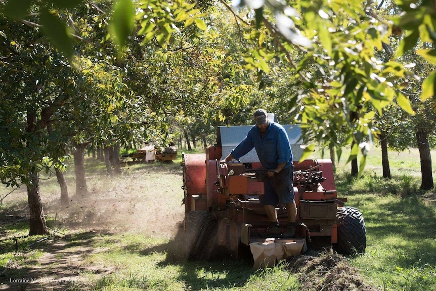 A farmer in a blue shirt rides a machine that is collecting pecan nuts between two orchard rows