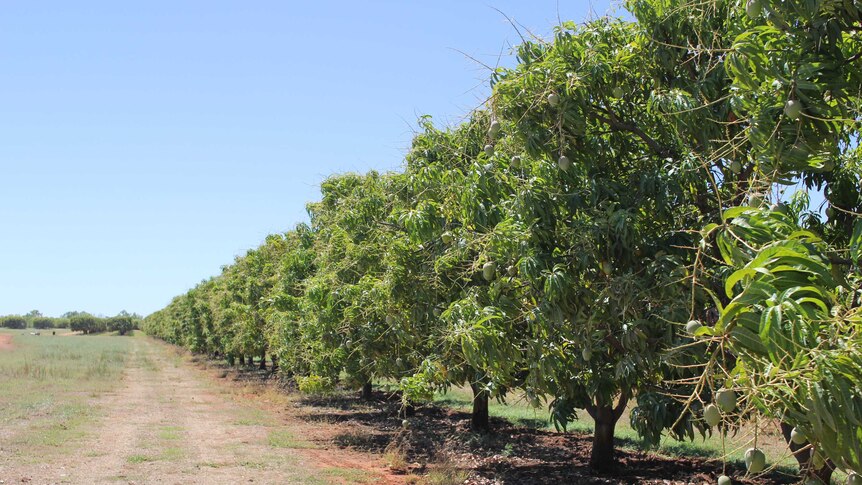 mango trees in a row