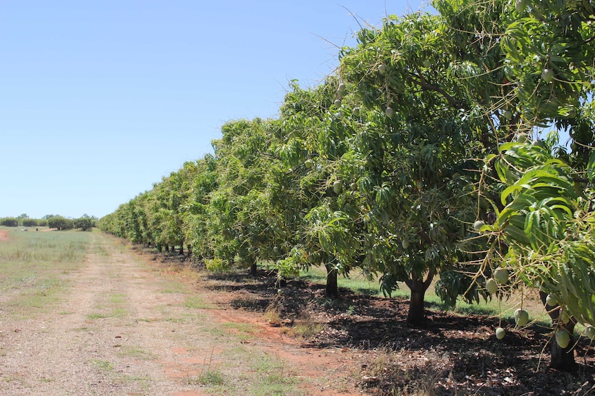 mango trees in a row