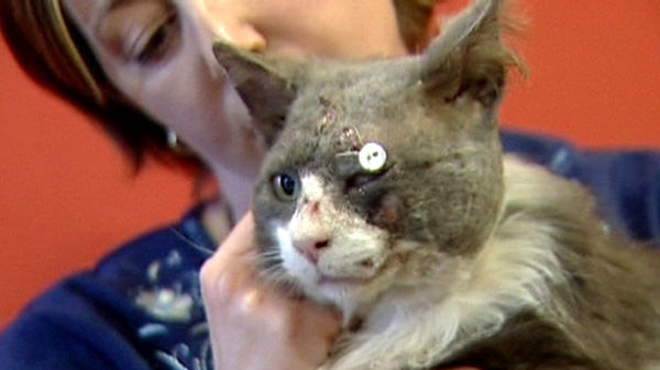 Two pellets remain lodged in the cat's face.