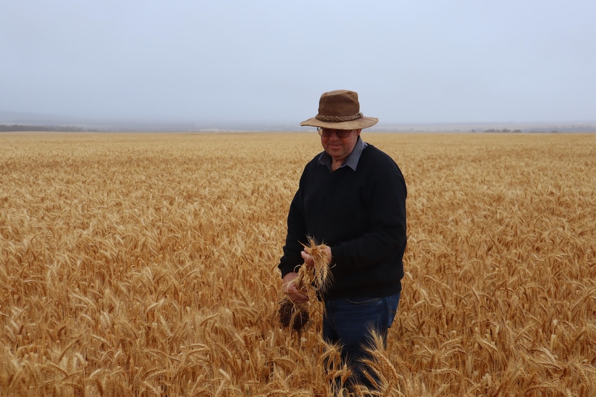 A farmer inspects his wheat.