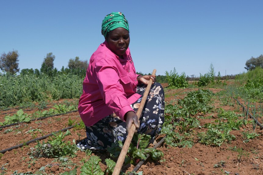 A Burundian women weeding a row of vegetables.