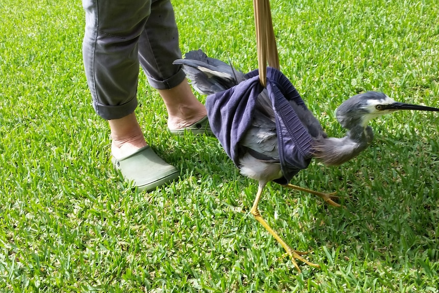 一只灰色的苍鹭在帮助下联系走路。