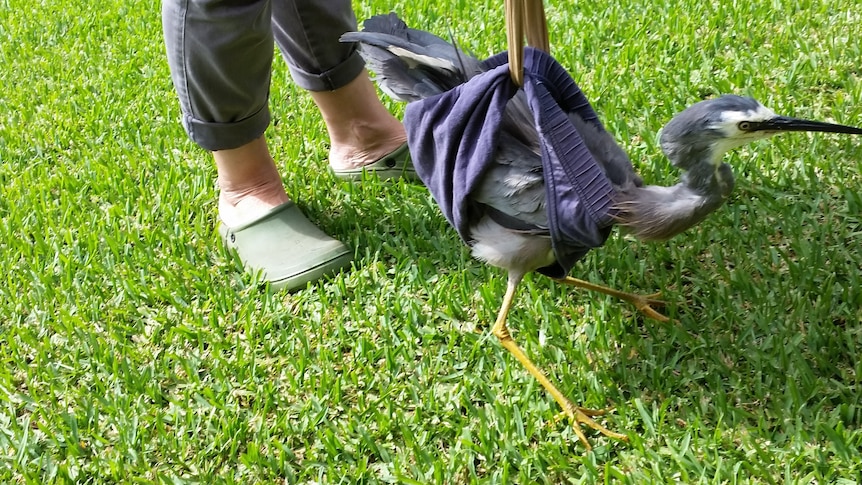A large grey water bird standing in a sling made using a pair of underpants and stockings.