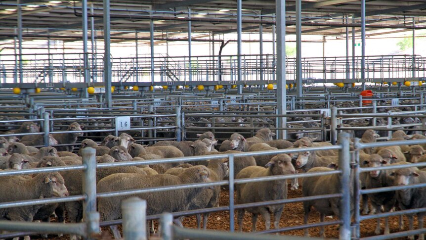 Sheep at Muchea Livestock Centre