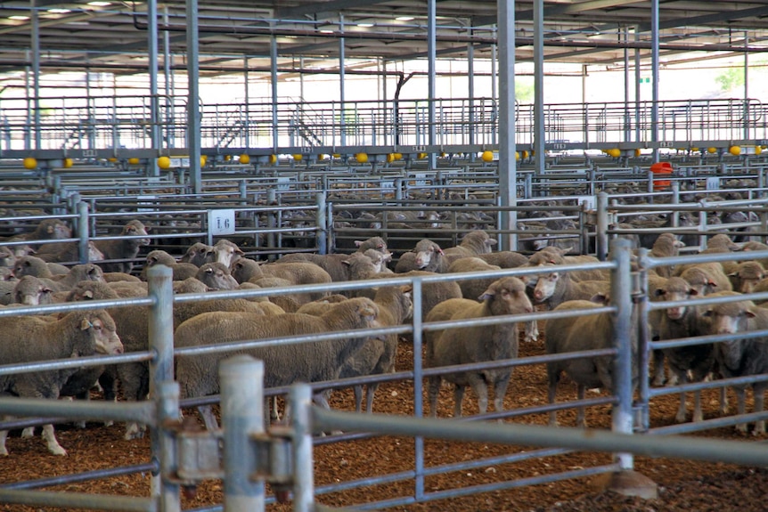 Sheep at Muchea Livestock Centre