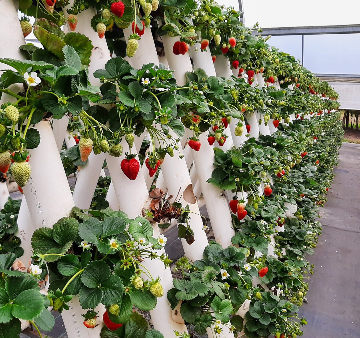 NSW strawberry grower makes 25,000 jars of jam to save fruit from waste