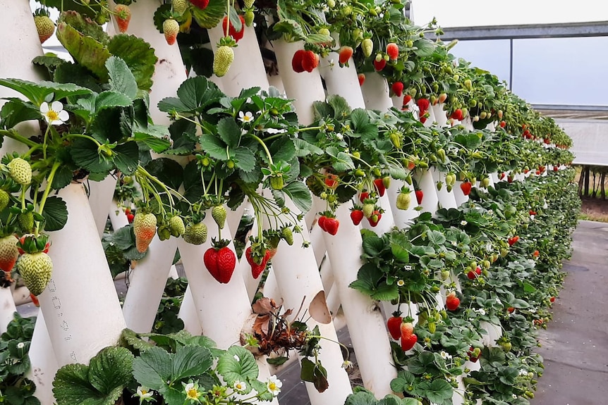 Hundreds of red and green strawberries hand off plants that are growing in long pipes with holes in it.