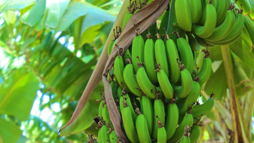 Bunch of bananas on tree