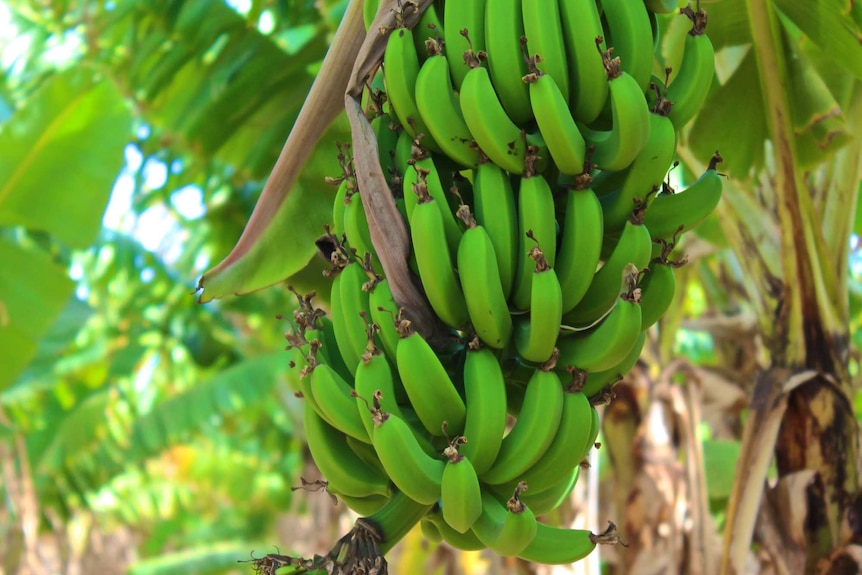 Bunch of bananas on tree Carnarvon WA