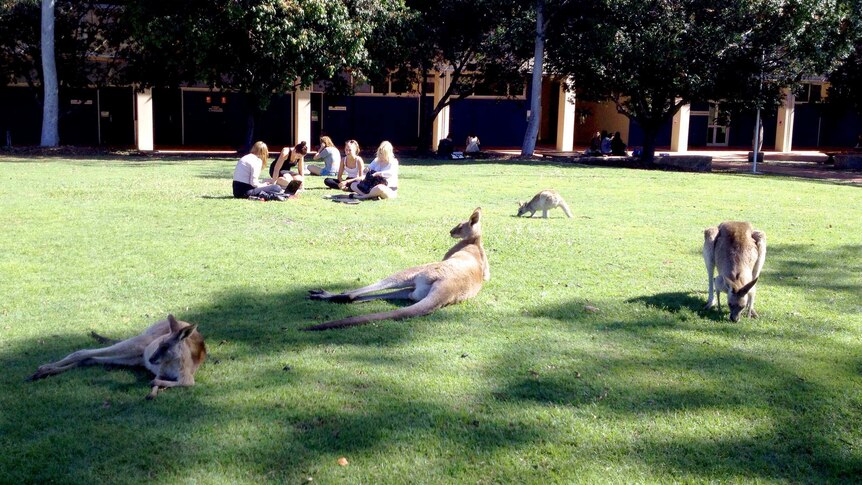 Kangaroos relax on the lawns of the University of the Sunshine Coast