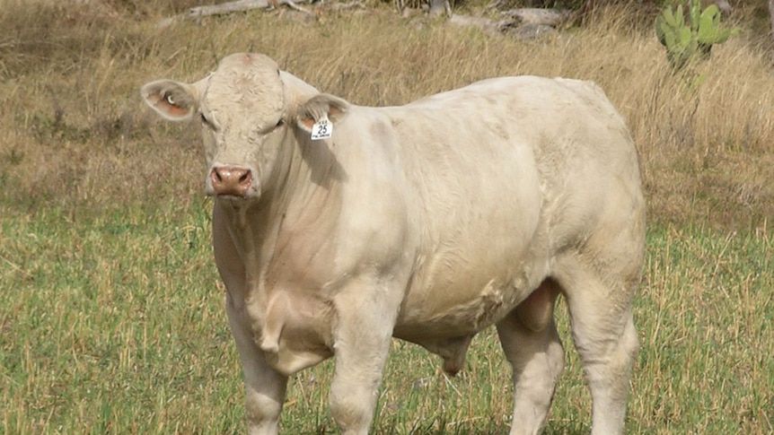 A charolais bull bred on Queensland's Southern Downs.
