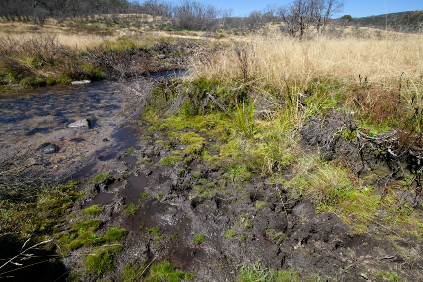 A creek has horse hooves marks on the banks and muddy water