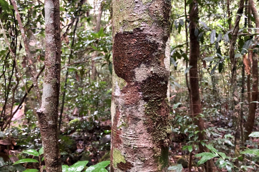 Tree trunks in a rainforest.