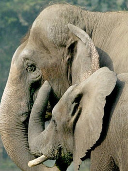 Elephant dung and skin samples used in fight against poachers.