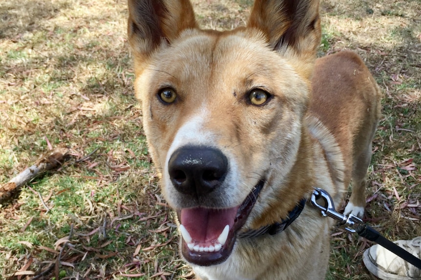 A dingo looks at the camera