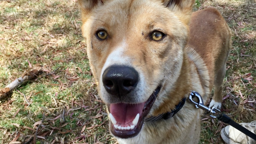 A dingo looks at the camera