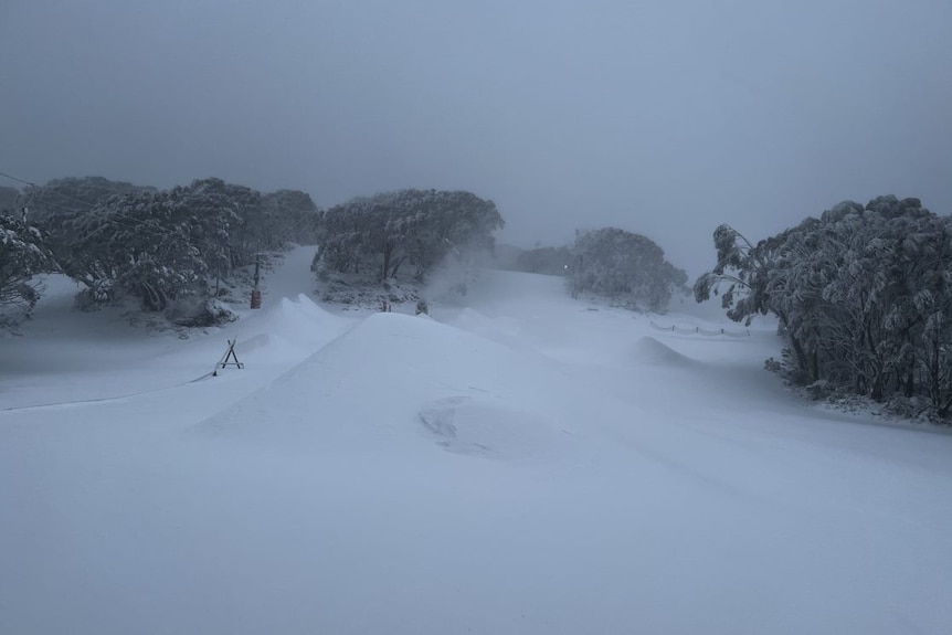 Trees in the snow.