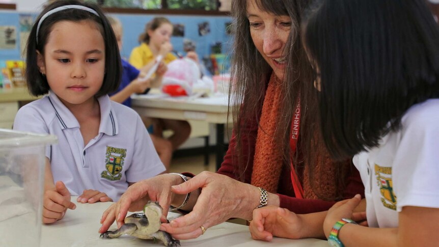 A woman holds a tiny tortoise with on a school desk with two young children beside her.