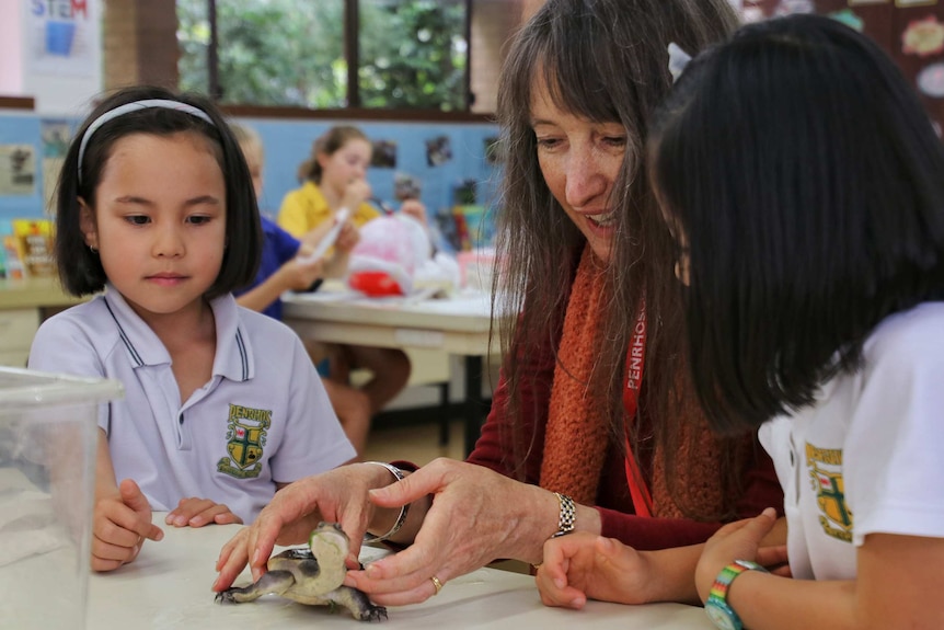 A woman holds a tiny tortoise with on a school desk with two young children beside her.