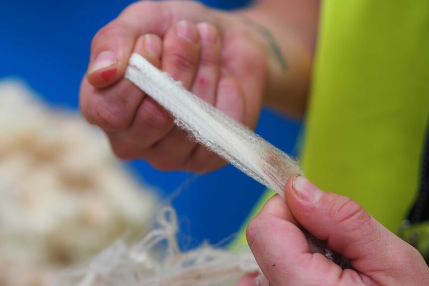 A woman stretches out a piece of wool between her hands to test it for strength