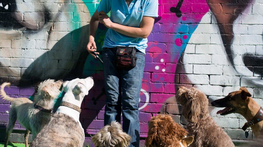 An attendant photographs dogs against a sunny wall painted with dog imagery.