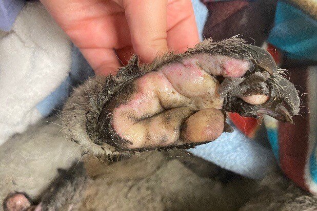 Injured koala paw