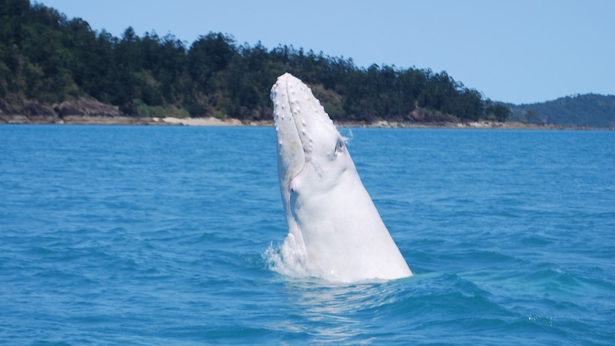 It's not known if the whale is related to the famous white humpback Migaloo.