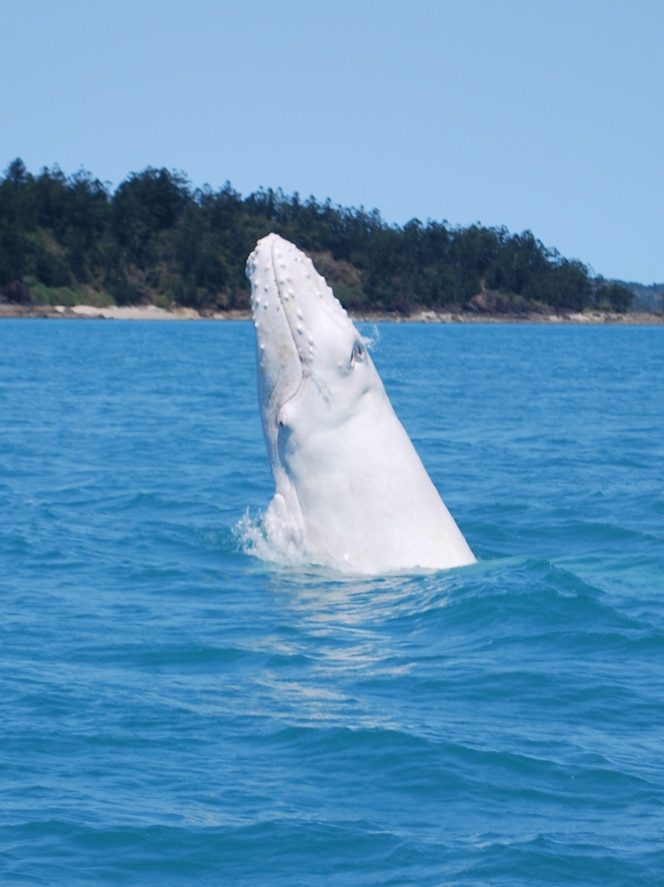 It's not known if the whale is related to the famous white humpback Migaloo.