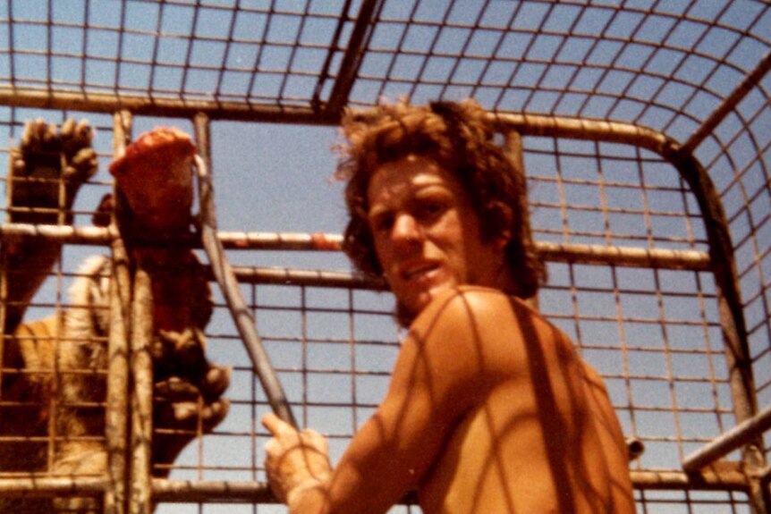 Ron Prendergast looking concerned while he feeds a tiger at Bacchus Marsh Safari Park in the 1970s.