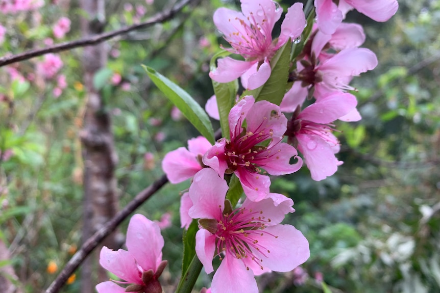 Soft pink peach blossoms on tree