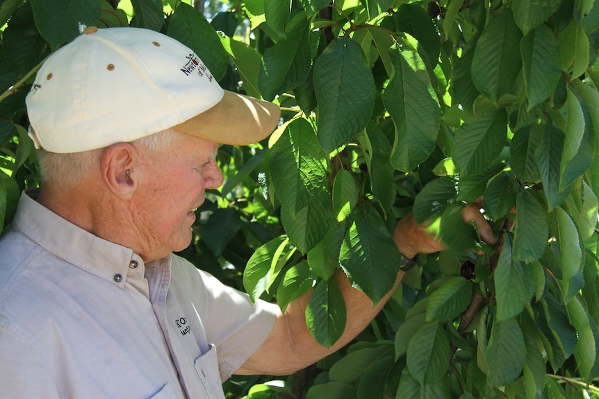 Manjimup cherry grower Harvey Giblett