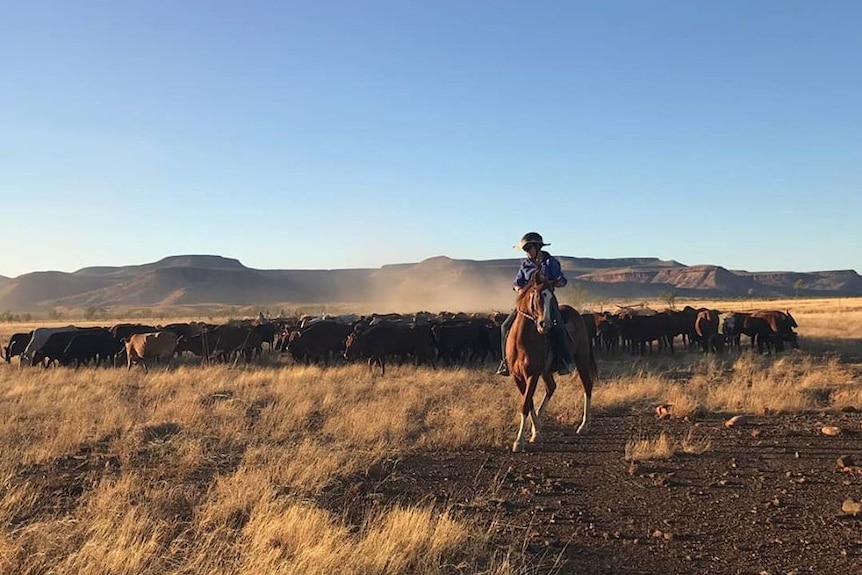 A stockman on a horse mustering cattle