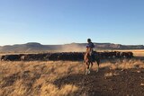 A stockman on a horse mustering cattle