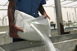 A Reef HQ employee pours a large 20-kilogram salt bag into an external pool tank.