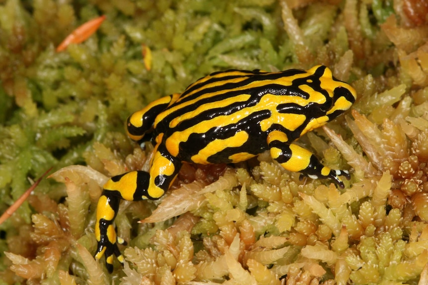 yellow and black striped corroboree frog crawls across brown moss