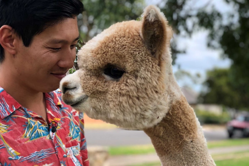 A pet alpaca jumps up into its owners arms