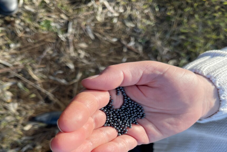 About 100 tiny grey pellets in a person's outstretched palm.