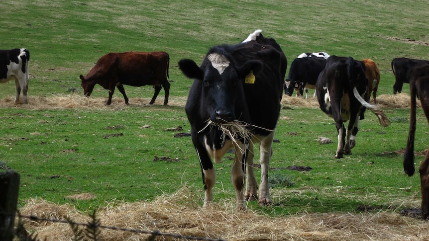 Cattle in Tasmania